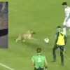Perrito se roba el show en partido de futbol y lo adoptan
