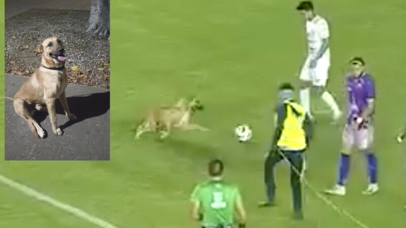 Perrito se roba el show en partido de futbol y lo adoptan