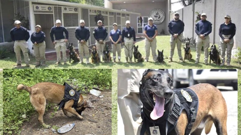 Impone Unidad Canina de Guerrero lamentable récord