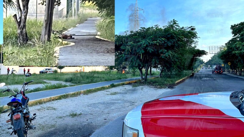 Abejas matan a una persona y lesionan a dos mas en Cancún