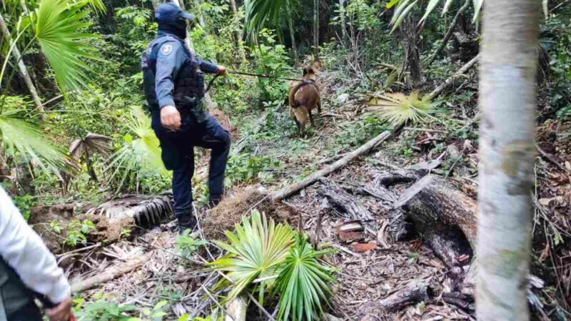Continúa extraviado un abuelito en la selva de Felipe Carrillo Puerto.