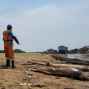 Mortandad de delfines rosados alerta de crisis en la Amazonia