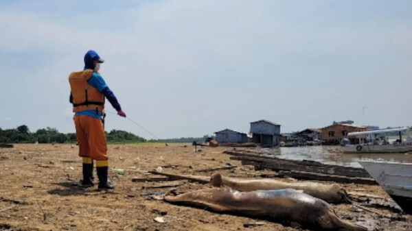 Mortandad de delfines rosados alerta de crisis en la Amazonia