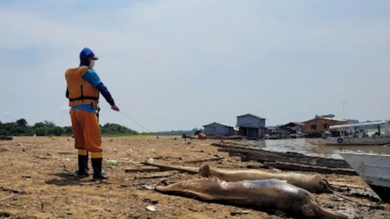 Mortandad de delfines rosados alerta de crisis en la Amazonia