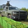 Vigilará Sedena rutas de transporte de limón en Michoacán