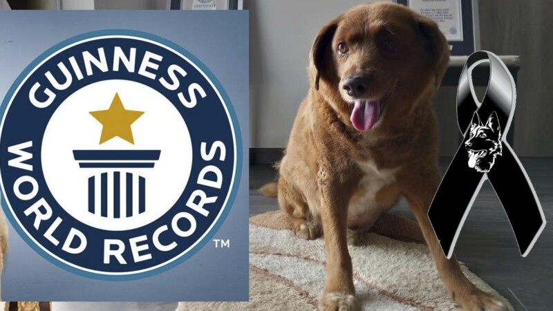 Bobi, el perro mas longevo del mundo, cruza el "puente del arcoíris" 