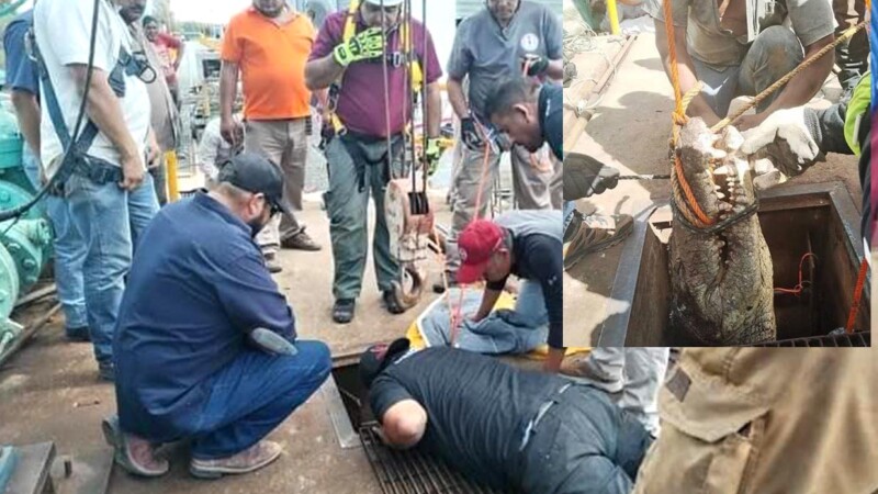 Encuentran enorme cocodrilo en alcantarillas de Tamaulipas