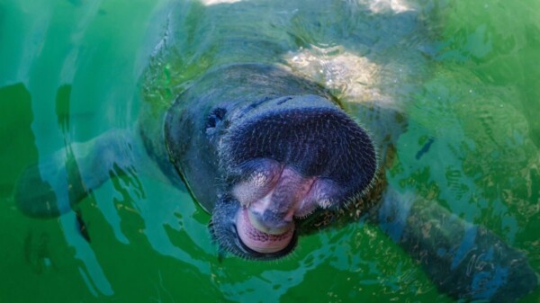 ¡Feliz regreso a casa, ‘Pompeyo’!