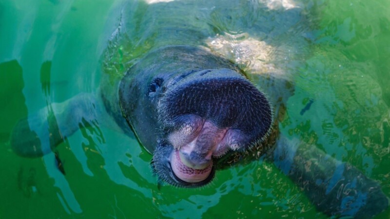 ¡Feliz regreso a casa, ‘Pompeyo’!