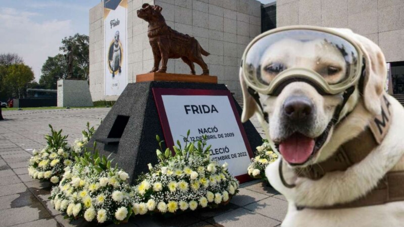 Alista la Marina homenaje a la perrita Frida en su primer aniversario luctuoso