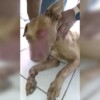 Ataque con agua caliente a perrita indigna a vecinos de Chetumal