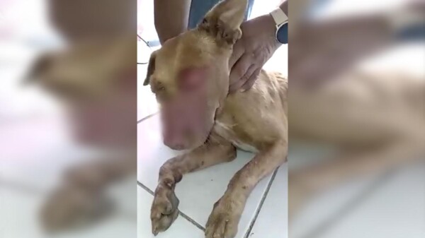 Ataque con agua caliente a perrita indigna a vecinos de Chetumal