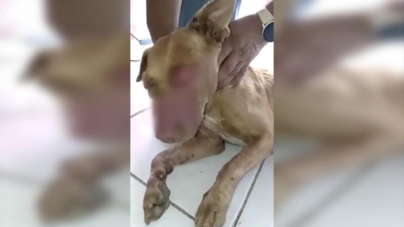 Ataque con agua caliente a perrita indigna a vecinos de Chetumal
