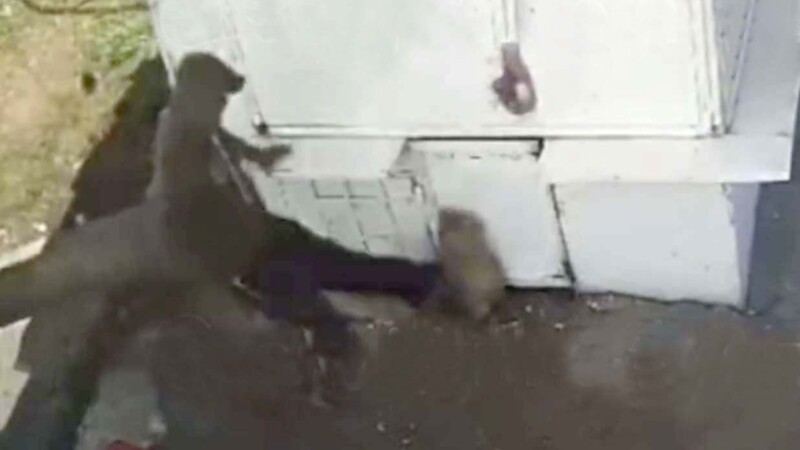 Trabajador de gobierno en Edomex ataca a patadas a perrito