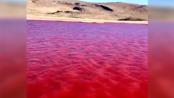 El Río Nilo se tiñe de sangre y causa pánico por su presagio bíblico