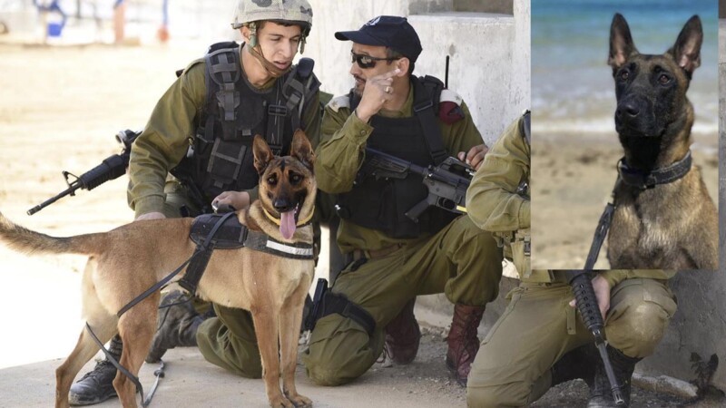 Honran en Israel a perro militar que murió en combate