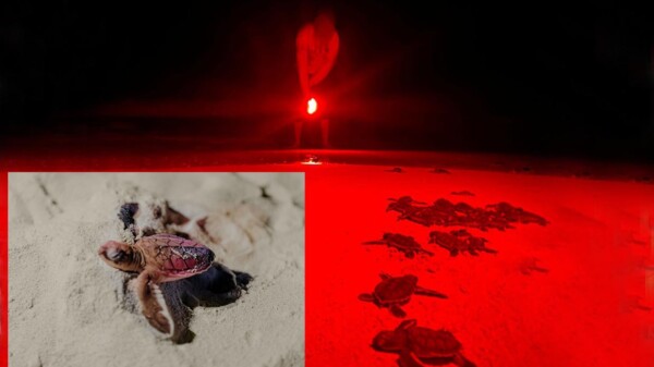 Ayuntamiento de Tulum cumple con la conservación y protección de tortugas marinas