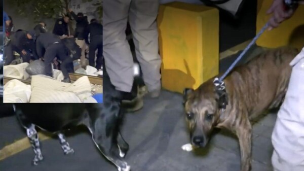 Rescatan a perritos en CDMX y detienen a dos personas