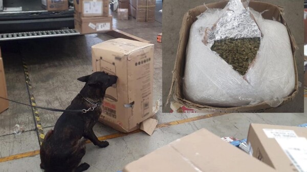 Binomio canino detecta 26 kilos de droga en paquetería de Querétaro