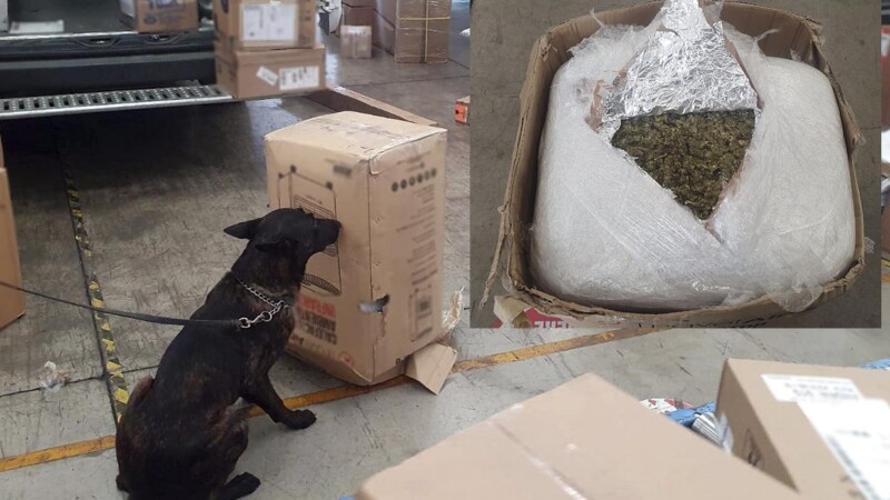 Binomio canino detecta 26 kilos de droga en paquetería de Querétaro