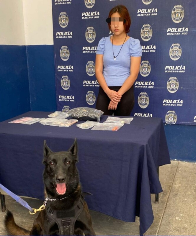 Binomio canino detecta a una joven con droga en terminal de autobuses; Galilea “N” dio positivo a una inspección de “Enzo” en Chetumal.