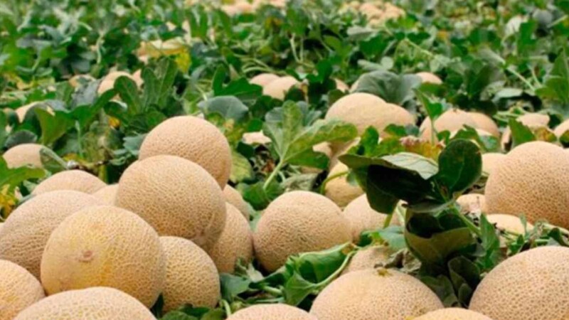 Alerta Canadá por brote de salmonela en melones de origen mexicano