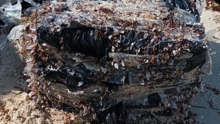 Recalan bulto con 25 ‘ladrillos’ de cocaína en Chicxulub puerto; una bolsa negra contenía 25 paquetes fue hallada por pareja de extranjeros.