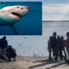 Tiburón asesina a buzo en playas de Sonora