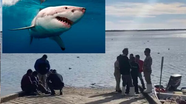 Tiburón asesina a buzo en playas de Sonora