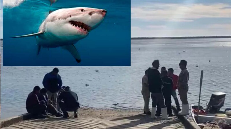 Tiburón asesina a buzo en playas de Sonora