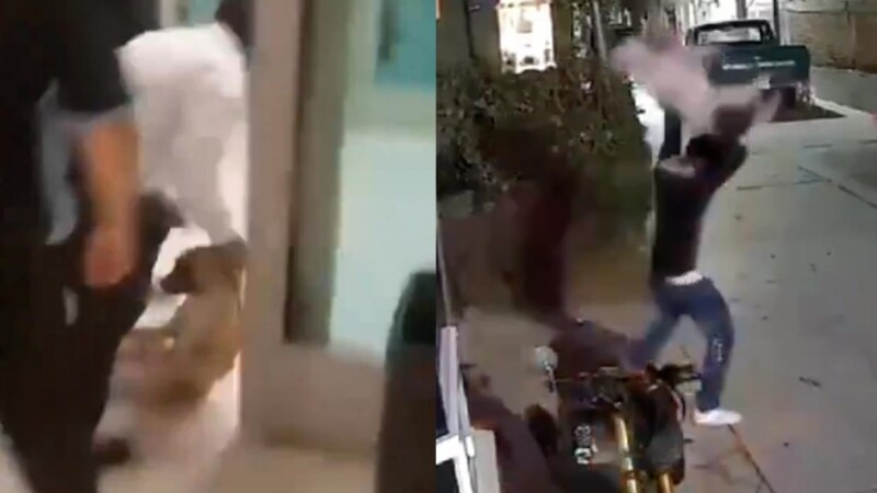 Casos de maltrato animal en Chihuahua y Edomex indignan a México