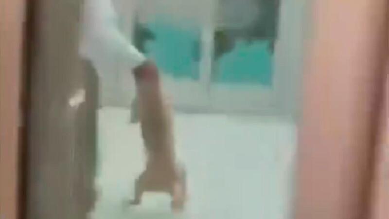 Indigna maltrato de guardia de seguridad a un perro en tienda de Ciudad Juárez
