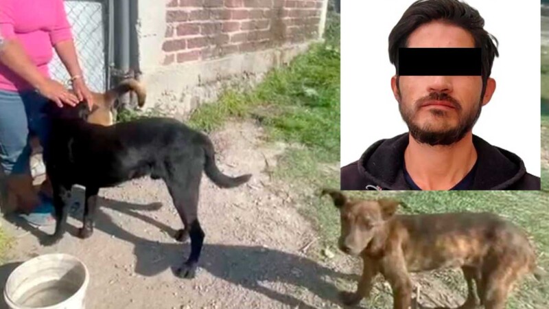 Torturador y asesino de perros es detenido en Edomex