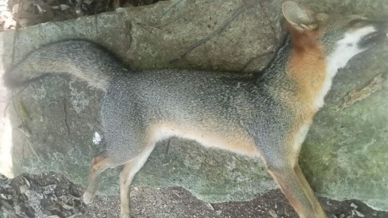 Muere atropellado un zorro gris en fraccionamiento de Chetumal