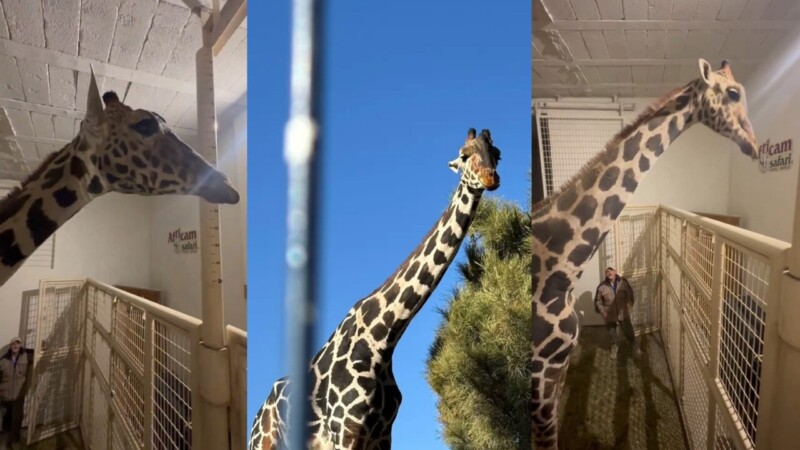 “Benito” termina travesía, tras largo viaje llega a Puebla