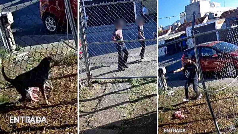 Menor agrede con una pistola a un perro en una vivienda (VIDEO)