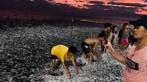 VIRAL: Extraño comportamiento de peces alertaron sobre terremoto en Filipinas.