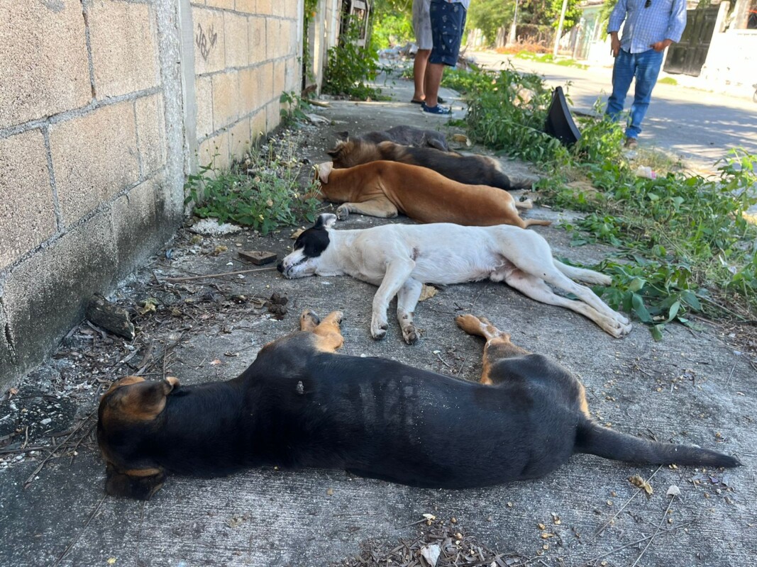 Denuncian envenenamiento masivo de perros en la Supermanzana 237 de Cancún; al menos siete lomitos murieron tras consumir croquetas.