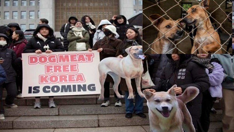 Mediante nueva ley, Corea del Sur prohibe comerse a los perros