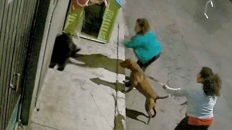 Denuncian en CDMX a mujeres por instigar a perros a pelear