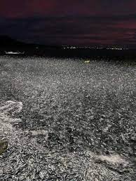 VIRAL: Extraño comportamiento de peces alertaron sobre terremoto en Filipinas; horas antes del temblor de 6.7 grados en Sarangani, miles se salieron del mar.