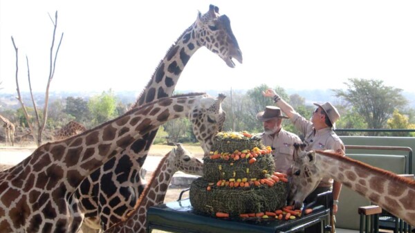 La jirafa "Benito" ya fue integrado a su nueva manada