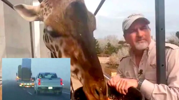 Antes de llegar a Puebla, Jirafa "Benito" hace escala en Durango