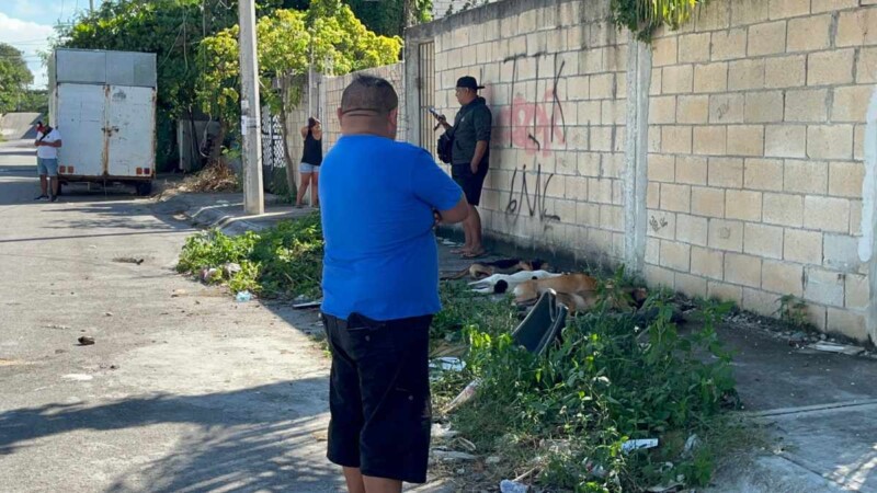 Denuncian envenenamiento masivo de perros en la Supermanzana 237 de Cancún
