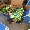 Decomisan en la frontera 200 kilos de cocaína en un cargamento de limones