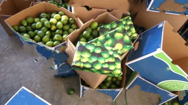 Decomisan en la frontera 200 kilos de cocaína en un cargamento de limones