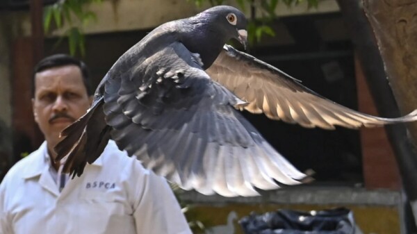 La policía india libera a una “espía” china: una paloma