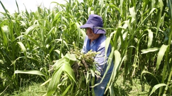 Importará México hasta 22 millones de toneladas de maíz