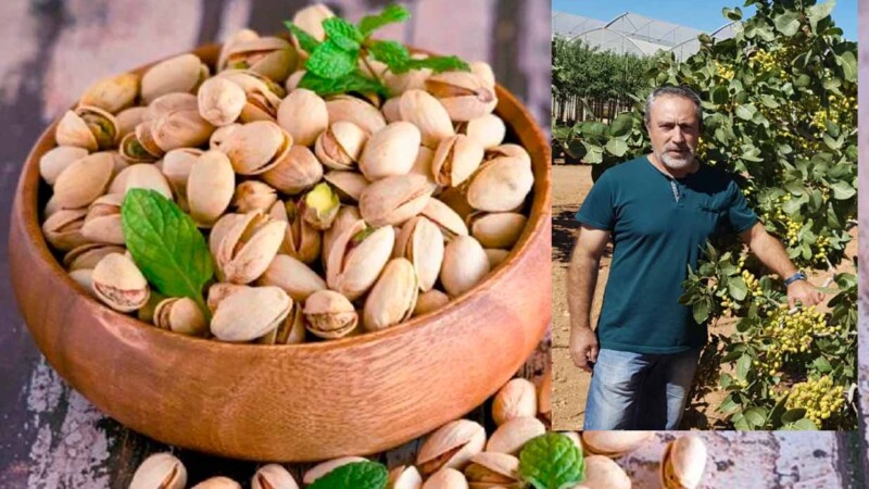 Cultiva pistaches en casa muy fácil con este truco