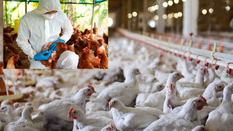 Por brote de gripe aviar, Perú sacrifica 23 mil gallinas